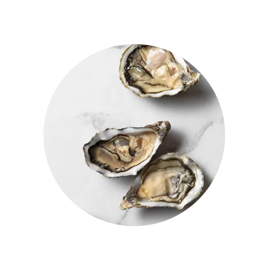 oyster2